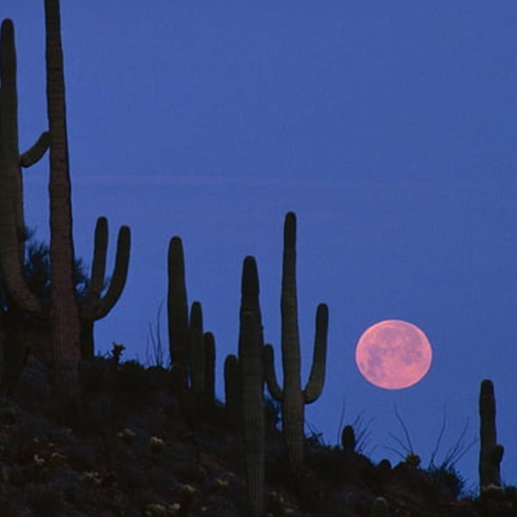 Meet your Posher, Posh - Picture 1 of 2